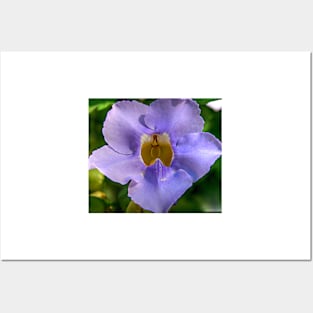 Blue Flower- Botanical Gardens San Antonio Posters and Art